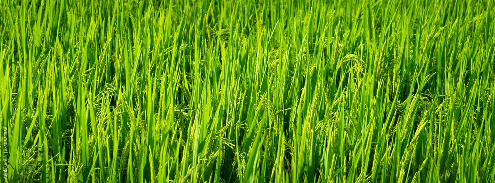 Obraz premium green grass background