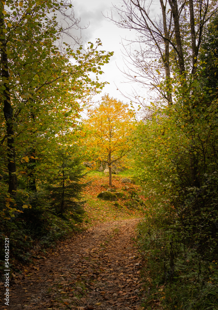 path in autumn forest