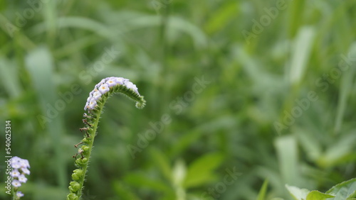 Closeup of flowers of Heliotropium indicum also known as Turnsole, Indian heliotrope, India heliotrope, eye bright, indian turnsole, white cleary, wild clary, Alacrancillo photo