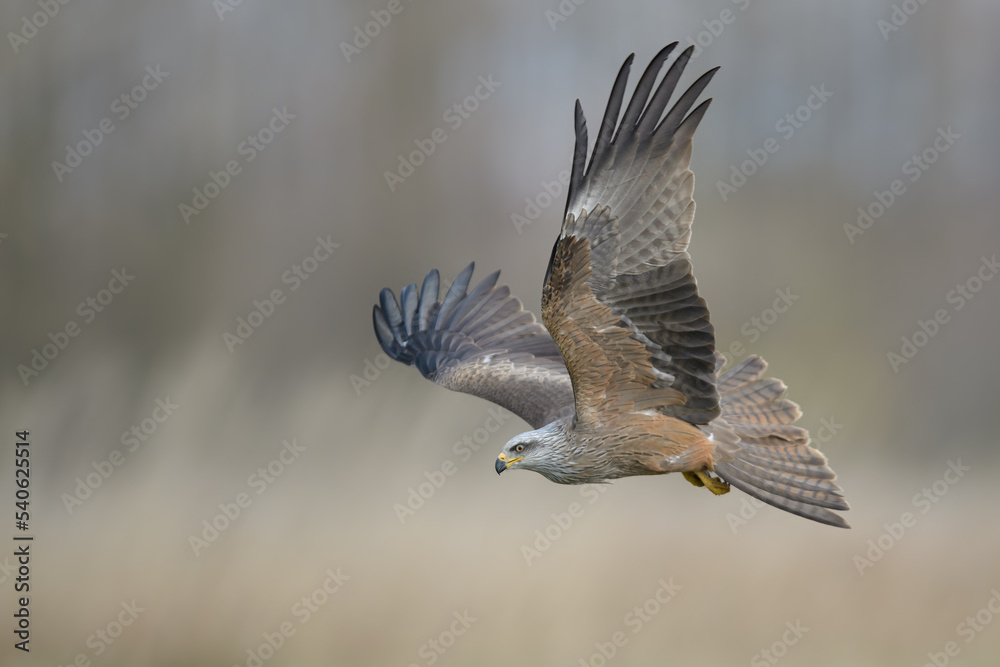 Obraz premium Bird patrolling the meadow, Black Kite