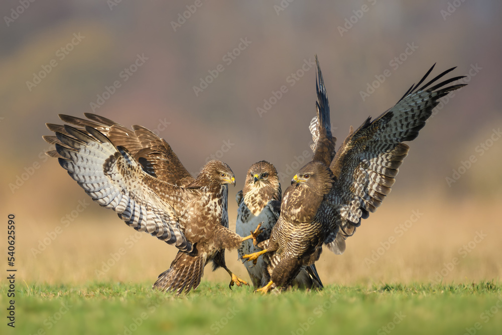 Fototapeta premium Predators fighting in the meadow, Common Buzzard