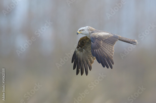 Bird patrolling the meadow, Black Kite