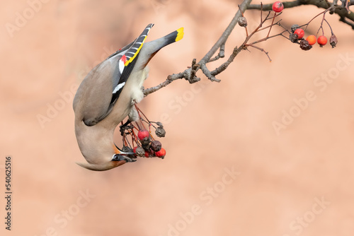 A small pretty bird eats rowan, Bohemian Waxwing