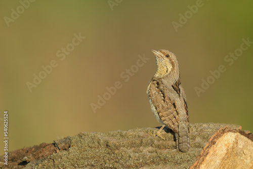 A waiting buck on a branch in the forest, Eurasian Wryneck