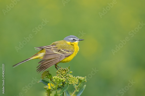 Singing on a spring meadow, Yellow Wagtail © Rafa