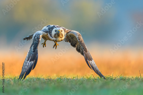 Flying raptor over the meadow, Common Buzzard