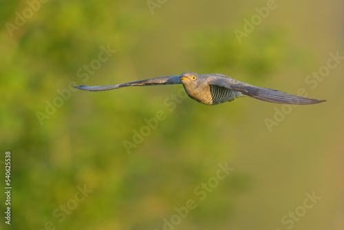 On the fly spring, Common Cuckoo