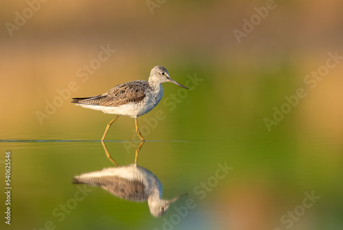 Looking for food in the water, Common Greenshank