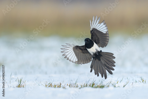 The flying in the sun in winter, Eurasian Magpie