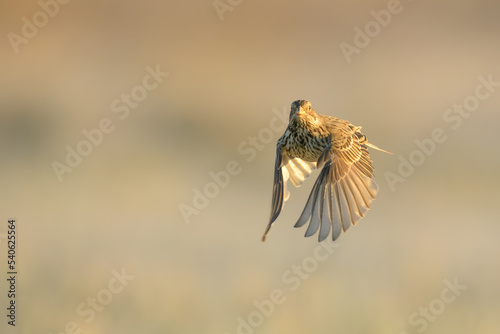 On the fly spring, Corn Bunting