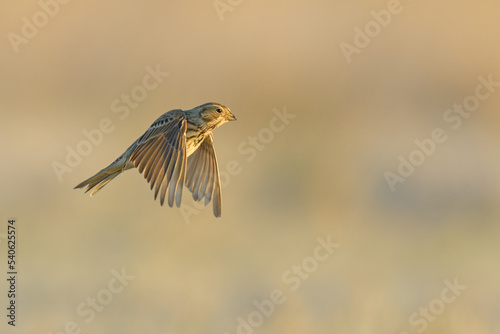 On the fly spring, Corn Bunting