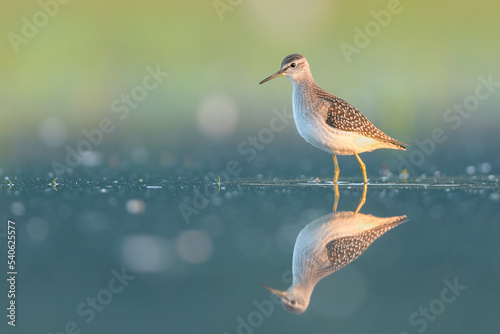 Wading in the water looking for food, Wood Sandpiper