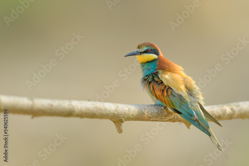 Spring season with a bee in its beak, European Bee-eater