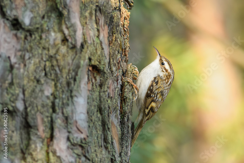 Looking for food in a tree, Eurasian Tree-Creeper