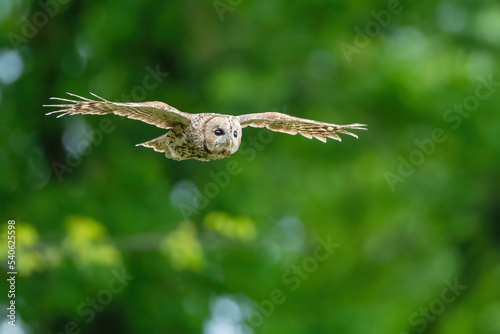 Owl flying through the forest, Tawny Owl