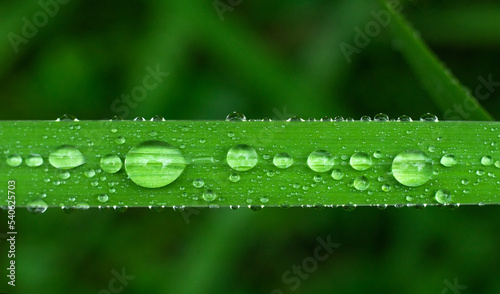 Horizontal green grass leaf with round dew drops. Natural natural cosmetics. The force of nature.