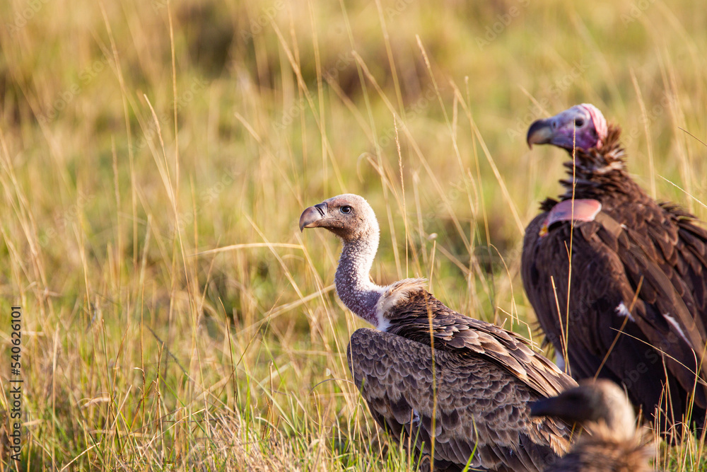 White-backed Vulture waiting its turn over a carcass in the Masai Mara, Kenya White-backed Vulture waiting its turn over a carcass in the Masai Mara, Kenya