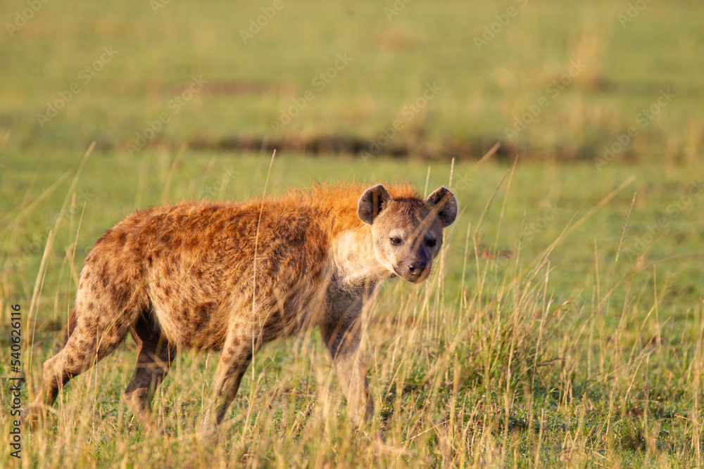 Spotted hyena crossing the grass savannah of the Masai Mara, Kenya