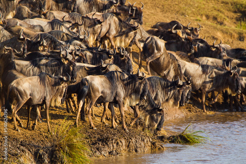 Blue Wildebeest crossing the Mara River during the annual migration in Kenya 