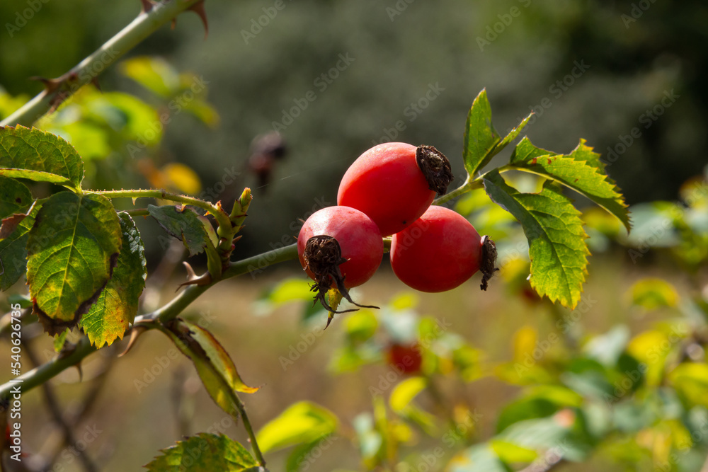 Rosa canina is a perennial plant of the rose family, a tall bush with ...