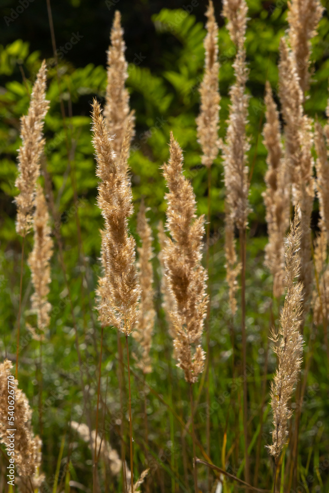 Calamagrostis epigejos is a perennial herbaceous plant of the slender leg family with a long creeping rhizome Calamagrostis epigejos is a perennial herbaceous plant of the slender leg family with a long creeping rhizome