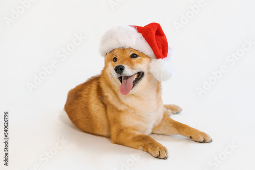 Red dog shibwa inu posing in santa claus hat sticking out tongue on white background in studio. Christmas and new year holidays concept