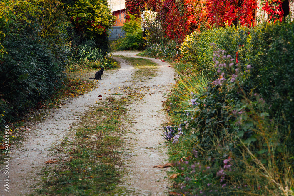 un chat noir dans un chemin d'une cour en automne. L'entrée d'une propriété.