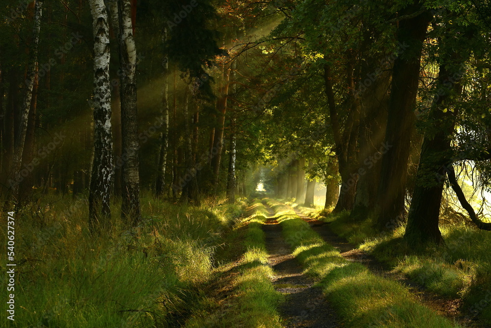 A forest road lit by the rays of the sun. October. Poland