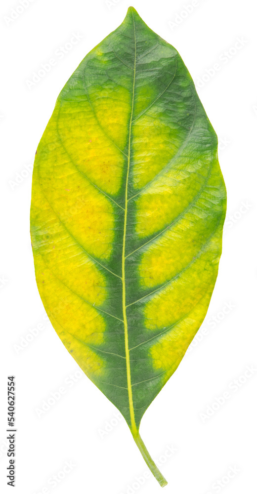 Obraz premium Close-up leaf fresh green isolated