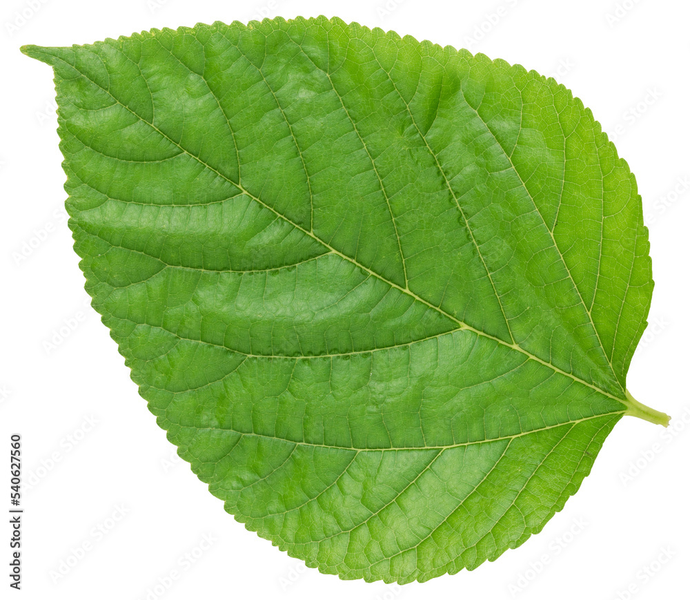 Obraz premium Close-up leaf fresh green isolated