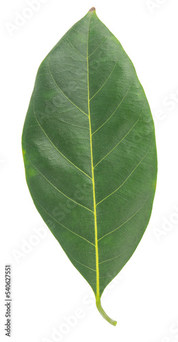 Close-up leaf fresh green isolated