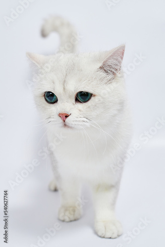 A beautiful white kitten British Silver chinchilla on a white background © Viktoriia