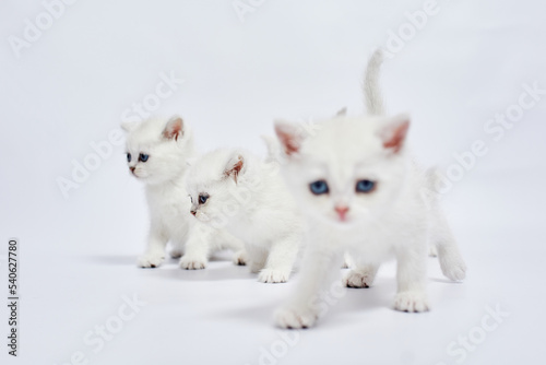 A beautiful white kitten British Silver chinchilla on a white background