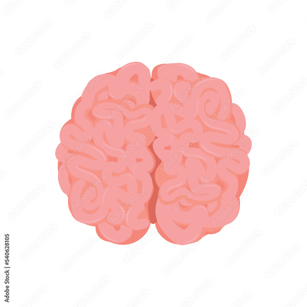 Human brain, detailed convolutions, top view Human brain, detailed convolutions, top view