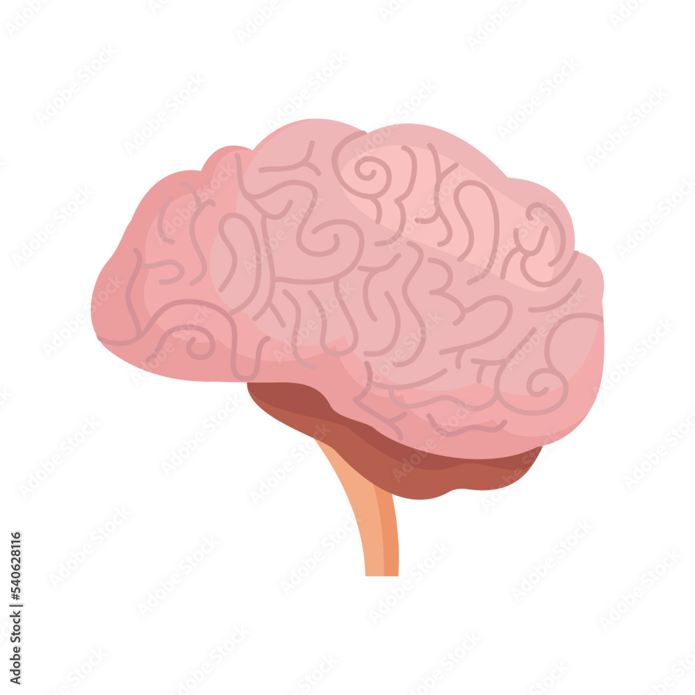 Human brain, side view, vector Human brain, side view, vector