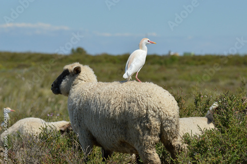 sheep and lambs