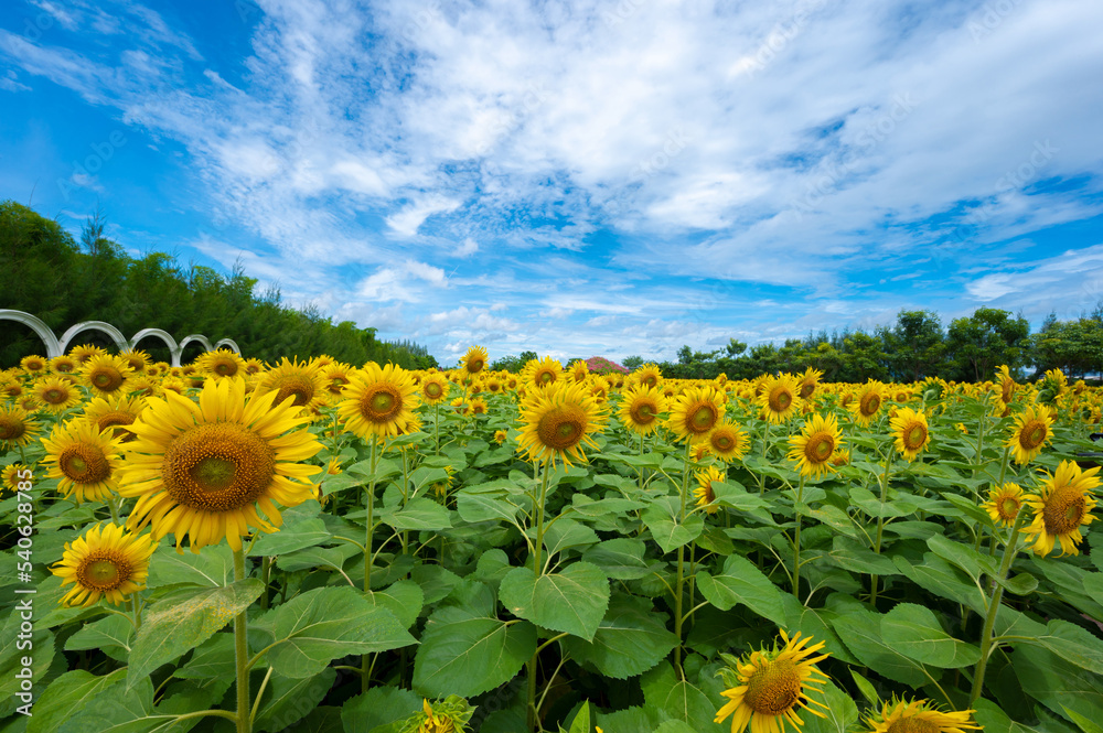 Fototapeta premium Panorama Landscape of sunflower fields on agriculture field
