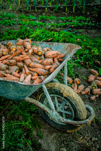 Brouette remplie de carottes fraichement récoltés du potager