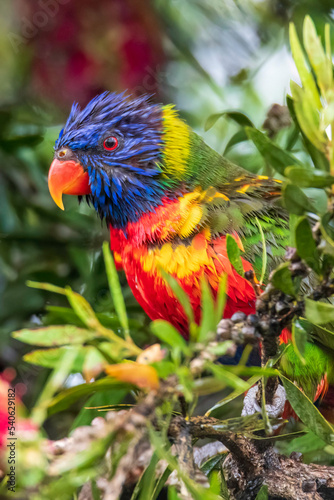 Rainbow Lorikeet in the bottlebrush tree on a rainy day