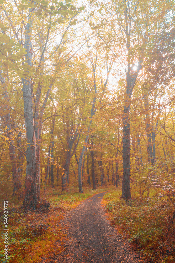 Yellow foggy autumn forest theme
