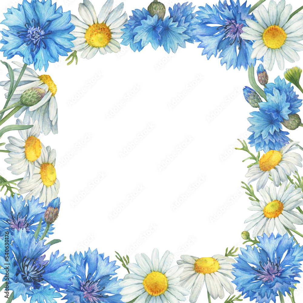 Square frame, template with  blue cornflower flower (knapweed or bluett) and Matricaria chamomilla (kamilla, mother's daisy). Watercolor hand drawn painting illustration, isolated on white