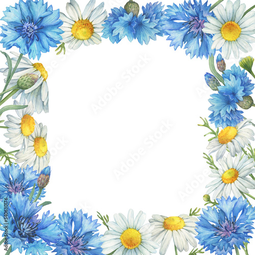 Square frame  template with  blue cornflower flower  knapweed or bluett  and Matricaria chamomilla  kamilla  mother s daisy . Watercolor hand drawn painting illustration  isolated on white