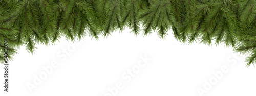 Fotografija Cut out pine branches