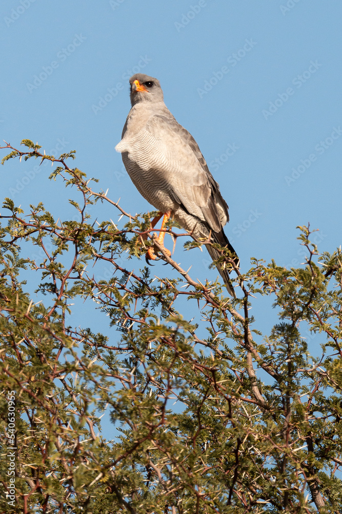 Fototapeta premium Autour chanteur, .Melierax canorus, Pale Chanting Goshawk