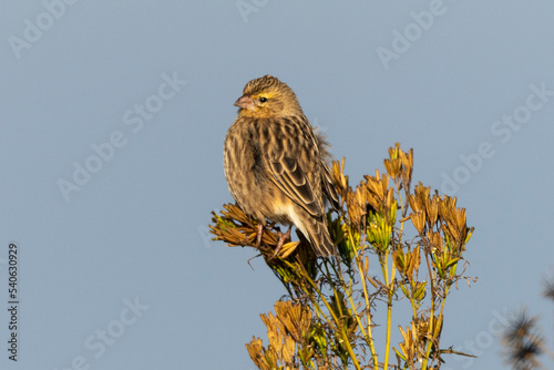 Anomalospize parasite,.Anomalospiza imberbis, Cuckoo finch photo