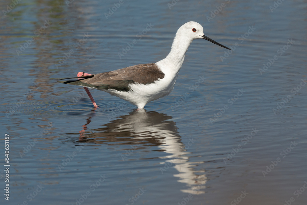 Echasse blanche, Himantopus himantopus, Black winged Stilt Echasse blanche, Himantopus himantopus, Black winged Stilt
