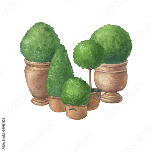 Topiary, evergreen trimmed round geometric shrubs. Bushs and tree in terracotta pots. Hand drawn watercolor painting illustration isolated on white background.