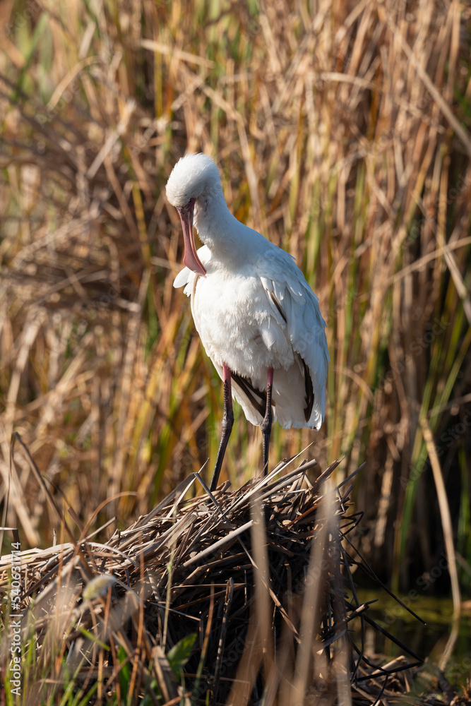 Fototapeta premium Spatule d'Afrique,. Platalea alba, African Spoonbill