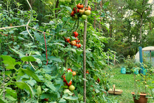Tomato vine - variety Moneymaker, growing in a French potager (vegetable bed)
