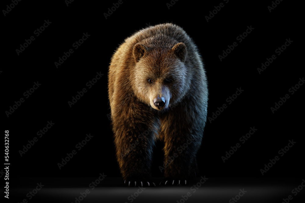 Grizzly bear full body portrait on black Stock-Illustration | Adobe Stock